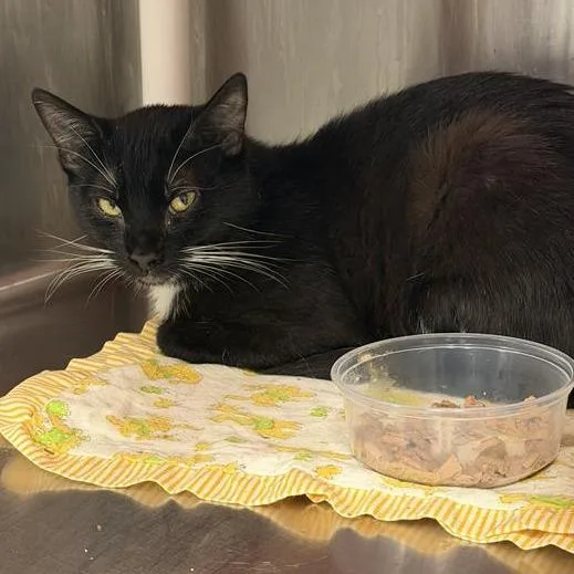 A young medium-sized male Black Domestic Short Hair cat named Echo for adoption in Salt Lake City, UT