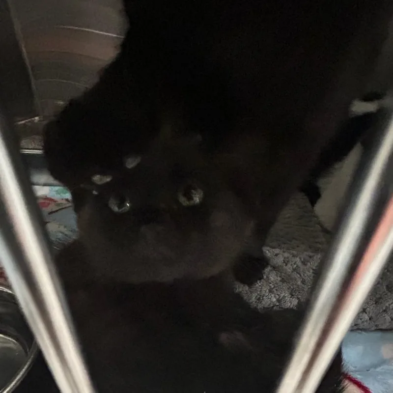 A baby small-sized female Domestic Short Hair cat named ACONStray_ for adoption in Carlyle, IL