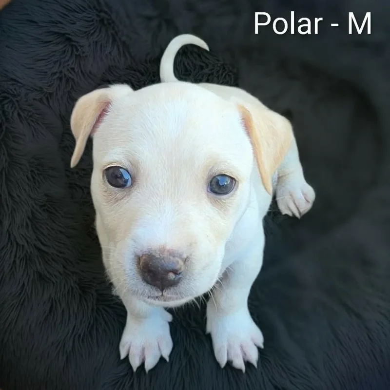 Polar