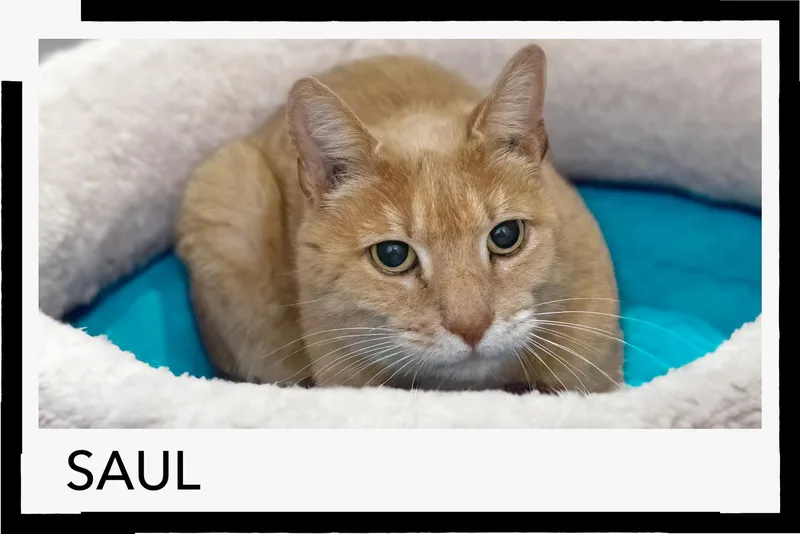 Saul: Rw thumbnail 3