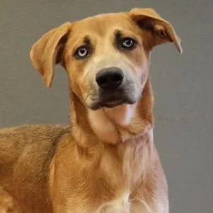 A young medium-sized female Bicolor Husky dog named Quinn for adoption in Rapid City, SD