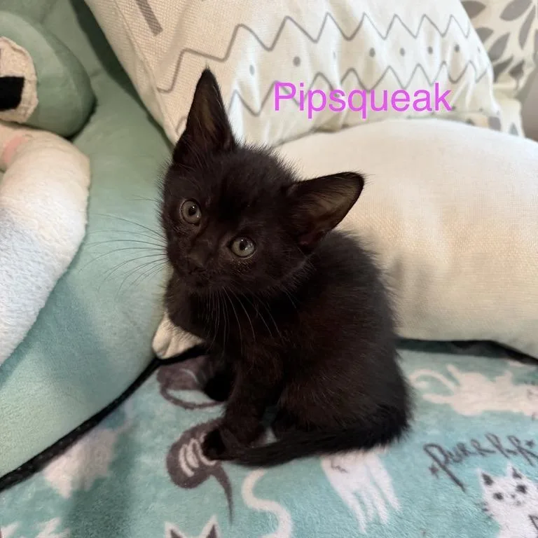 A baby small-sized female Black Domestic Short Hair cat named Pipsqueak for adoption in Carmel, IN