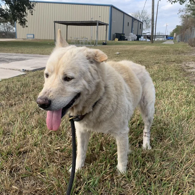 A senior medium-sized female Yellow / Tan / Blond / Fawn Shepherd dog named Megara for adoption in South Elgin, IL