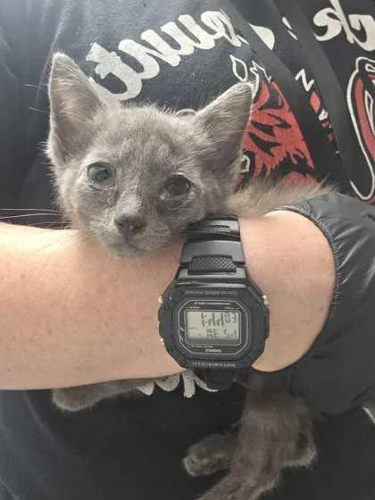 A baby small-sized male Domestic Short Hair cat named Timon for adoption in Sevierville, TN