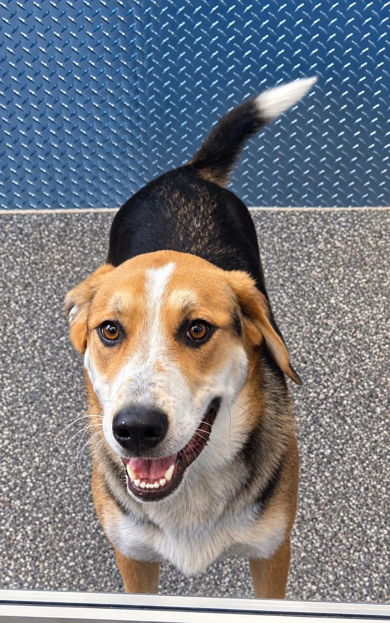 A baby large-sized male Tricolor (Brown, Black, & White) Husky dog named Ruger for adoption in White Cloud, MI
