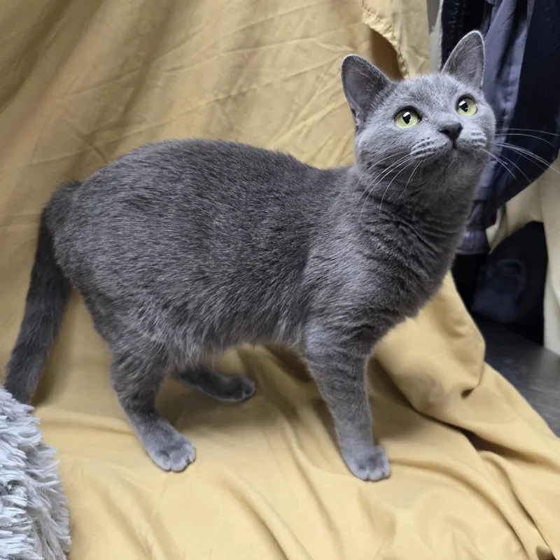 A young medium-sized female Gray / Blue / Silver Domestic Short Hair cat named Fuji for adoption in Richmond, KY