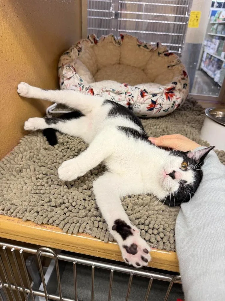 A baby small-sized female Black & White / Tuxedo Domestic Medium Hair cat named Jellyfish for adoption in Chicago, IL