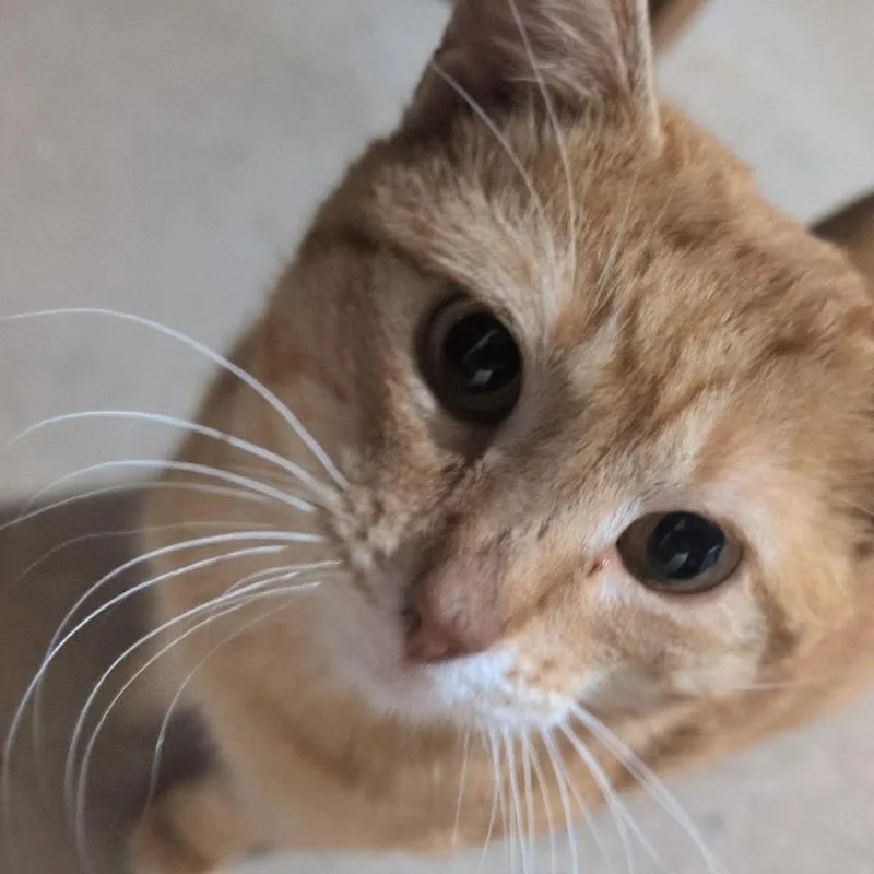 A young medium-sized male Orange / Red Domestic Short Hair cat named Percy for adoption in Grand Rapids, MN
