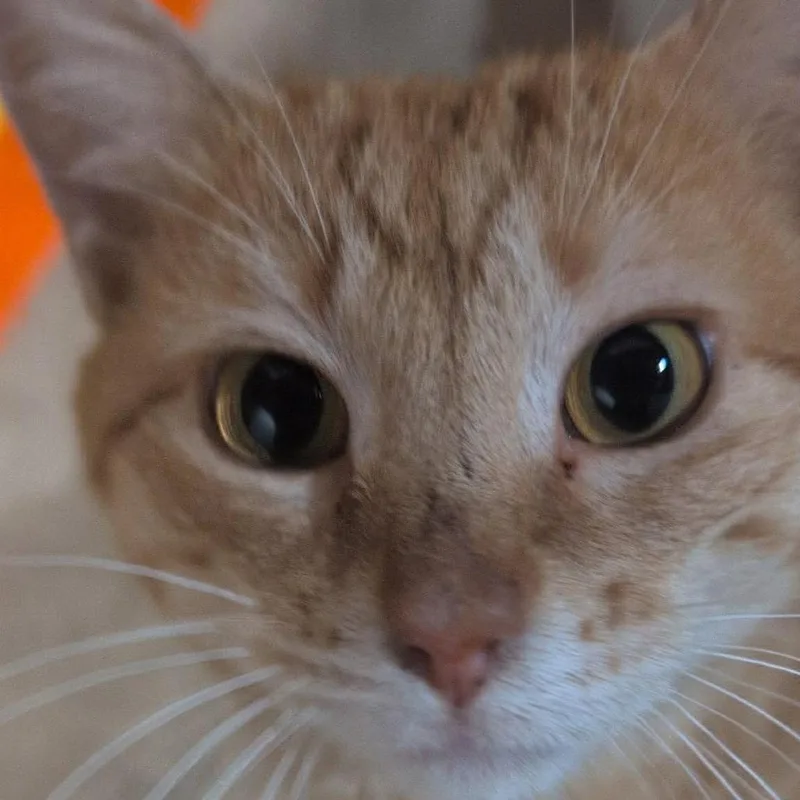 Percy thumbnail 5
