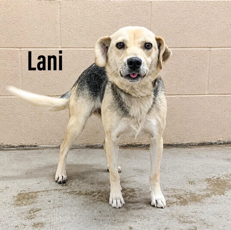 Lani