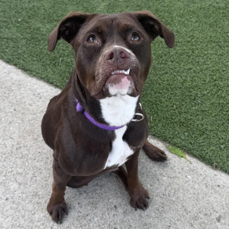 An adult medium-sized female Mixed Breed dog named Latte for adoption in Indianapolis, IN
