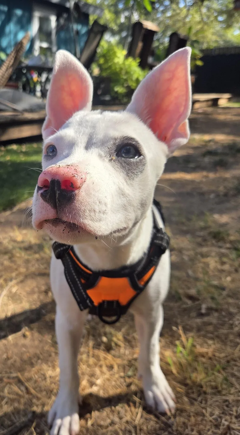 A baby medium-sized female White / Cream English Bulldog dog named Rowan for adoption in Pflugerville, TX