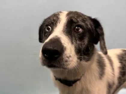 An adult large-sized male Border Collie dog named Krypto for adoption in Woodbury, MN