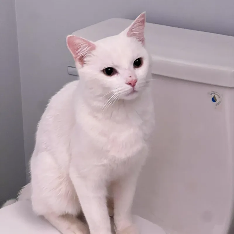 A young medium-sized male White American Shorthair cat named Simon for adoption in Highland Park, NJ