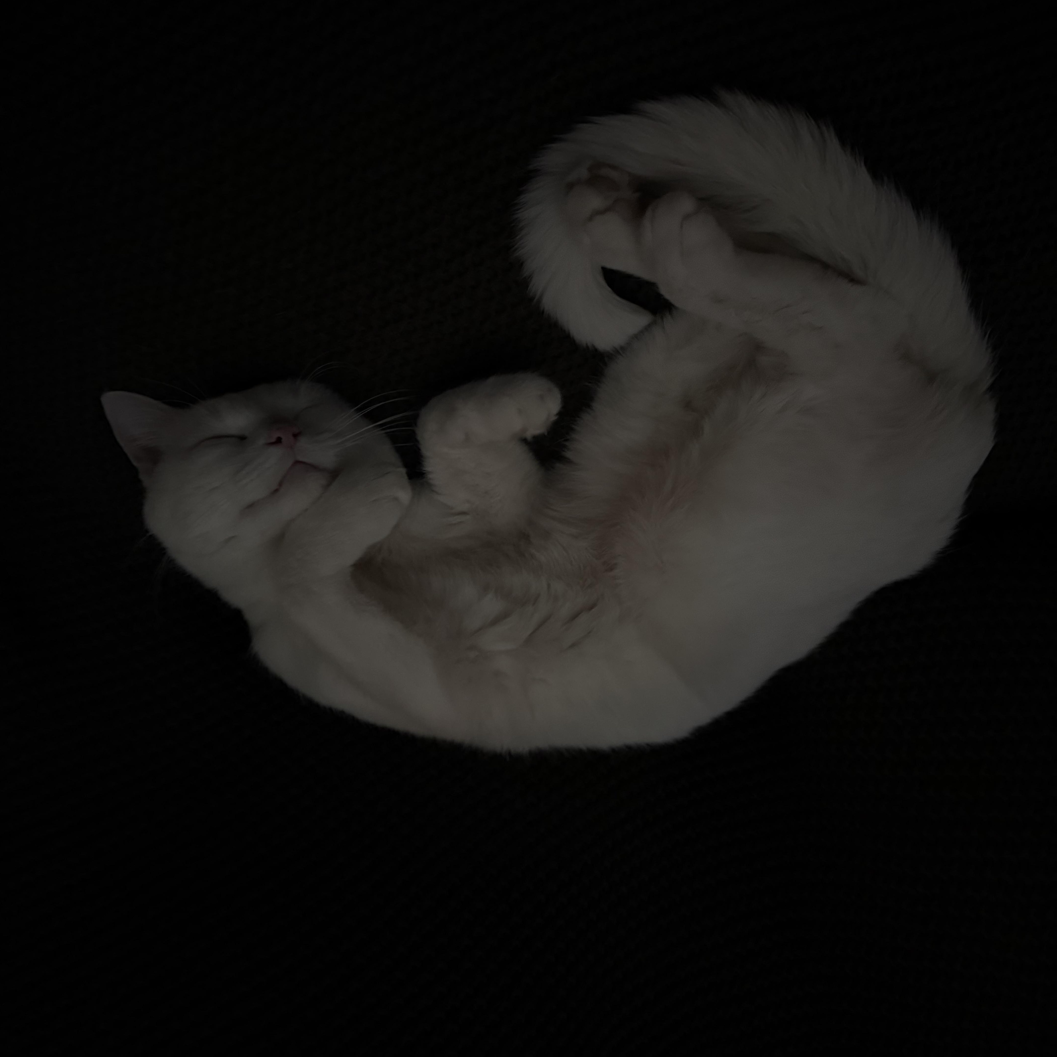 Simon thumbnail 2