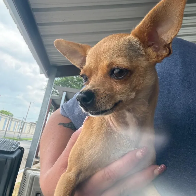 An adult small-sized female Brown / Chocolate Chihuahua dog named Beyli for adoption in Bryan, TX
