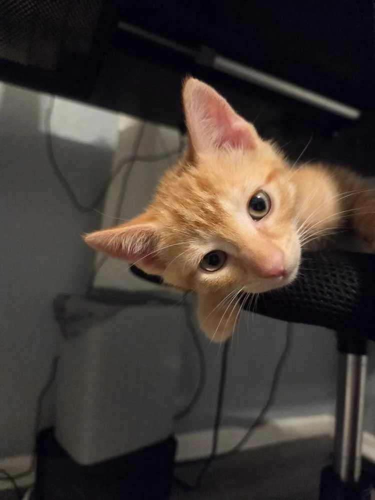 Teddy thumbnail 2