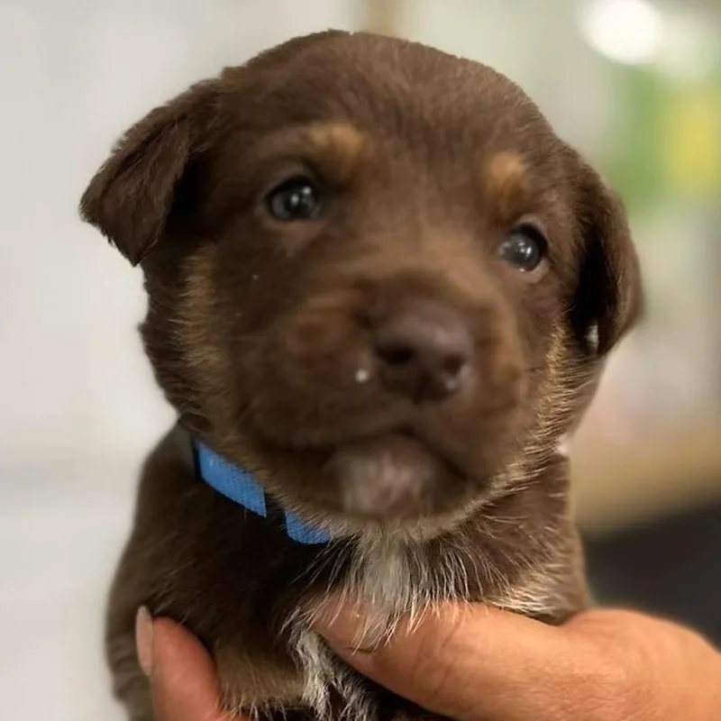 A baby small-sized male Brown / Chocolate German Shepherd Dog dog named Palermo for adoption in Tampa, FL