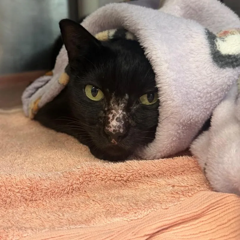 An adult large-sized male Black Domestic Short Hair cat named Inkblot for adoption in Austin, TX