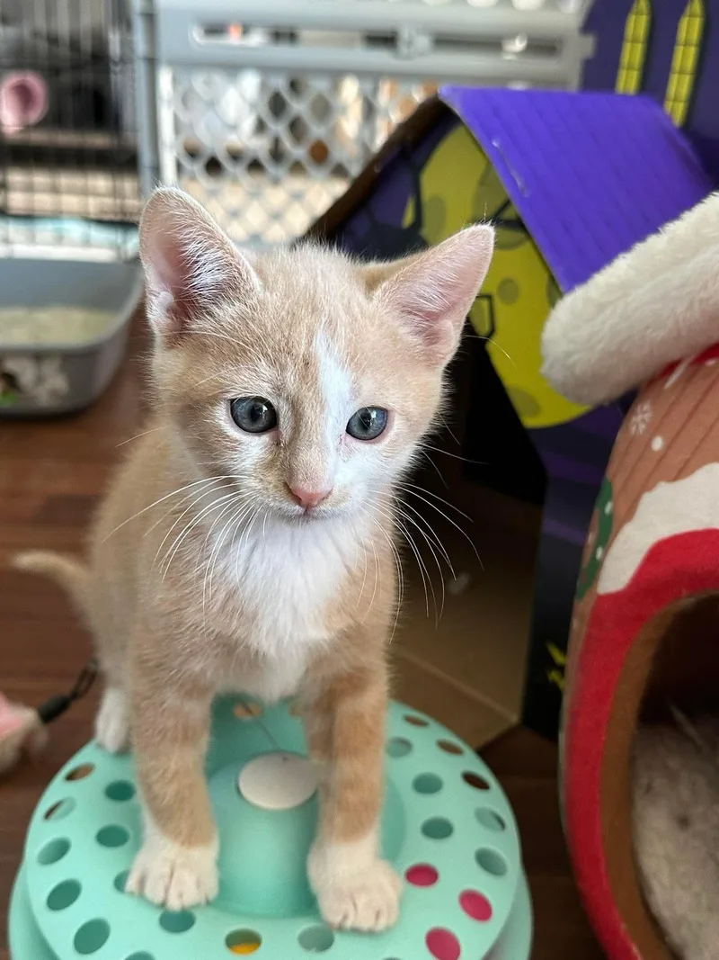 A baby small-sized male Orange & White Domestic Short Hair cat named Julius for adoption in Ephrata, WA