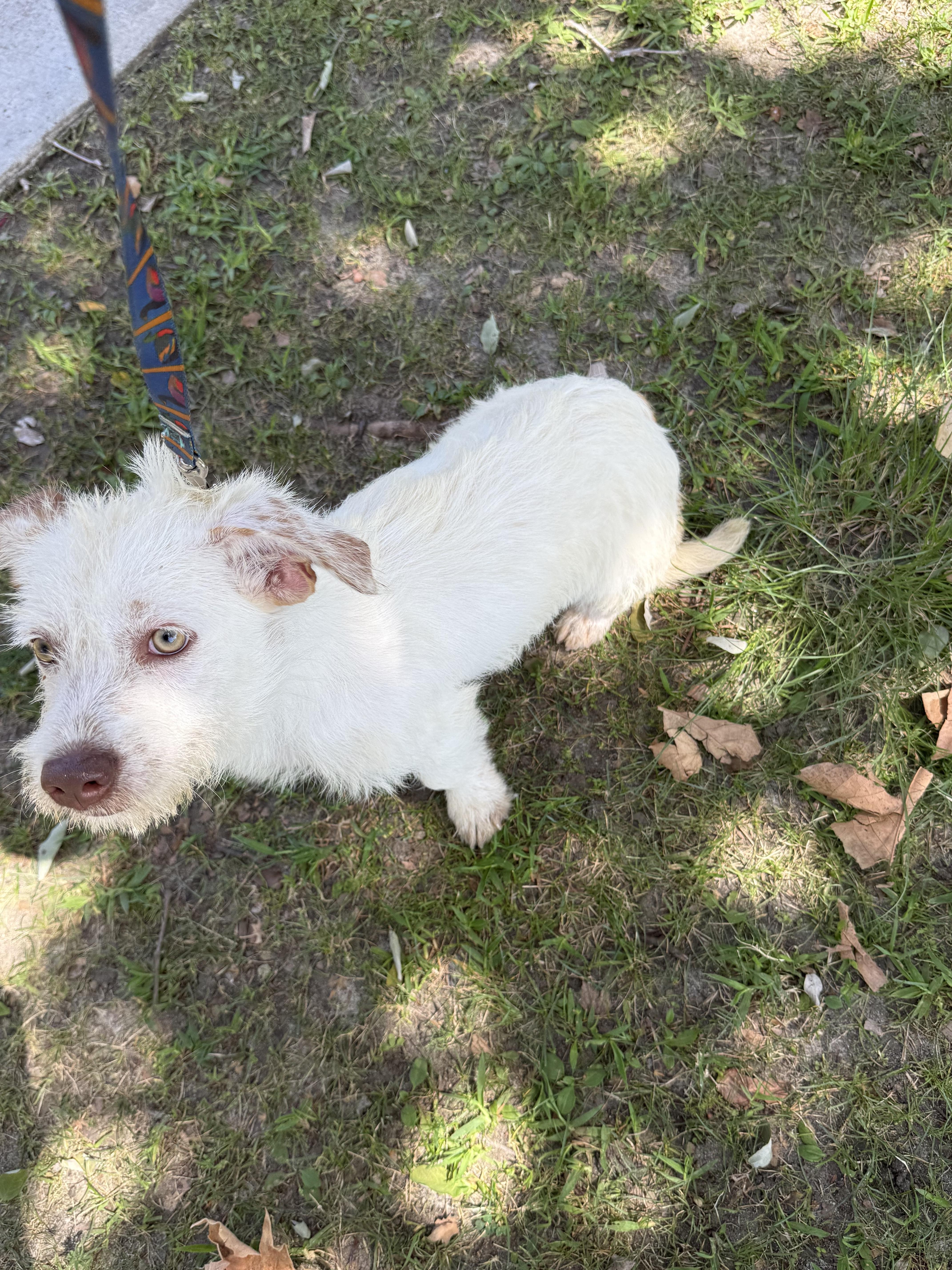 A baby small-sized female Jack Russell Terrier dog named Nova for adoption in Chula Vista, CA