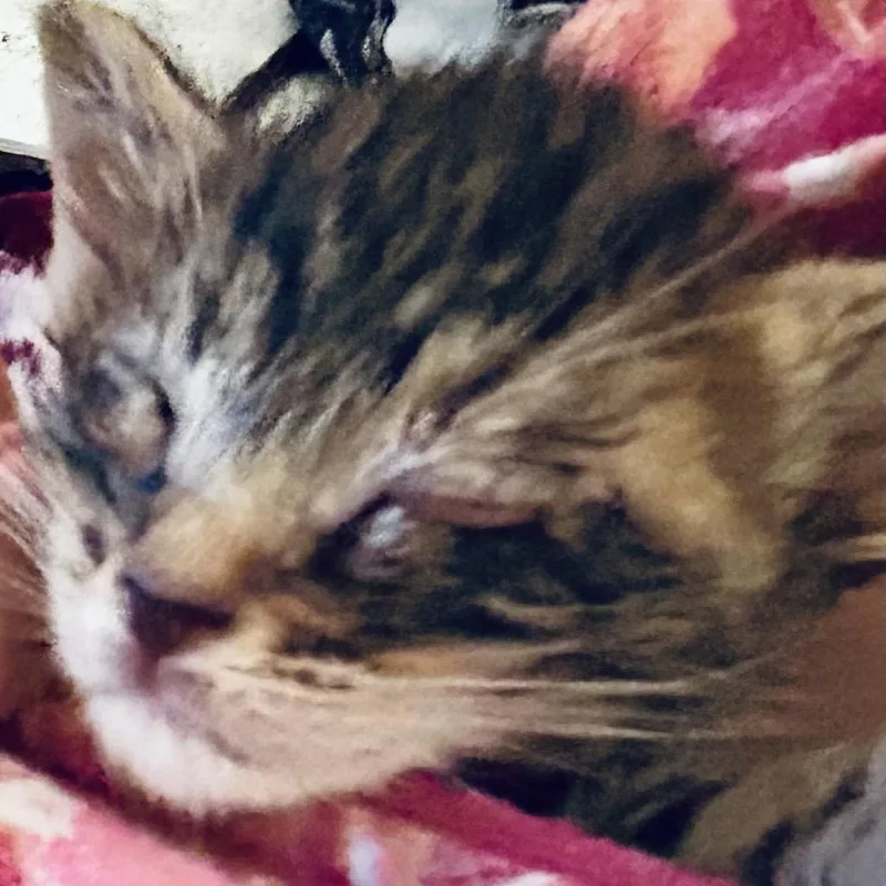 A baby small-sized female Gray / Blue / Silver Domestic Short Hair cat named Maria for adoption in Othello, WA