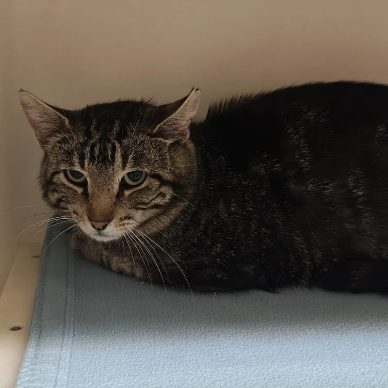 An adult medium-sized male Gray / Blue / Silver Domestic Short Hair cat named Lester for adoption in Madison, WI