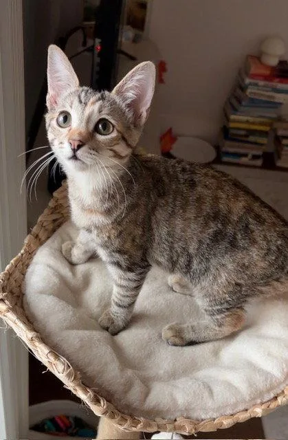 A baby medium-sized female Domestic Short Hair cat named Birdie for adoption in Glendale, AZ
