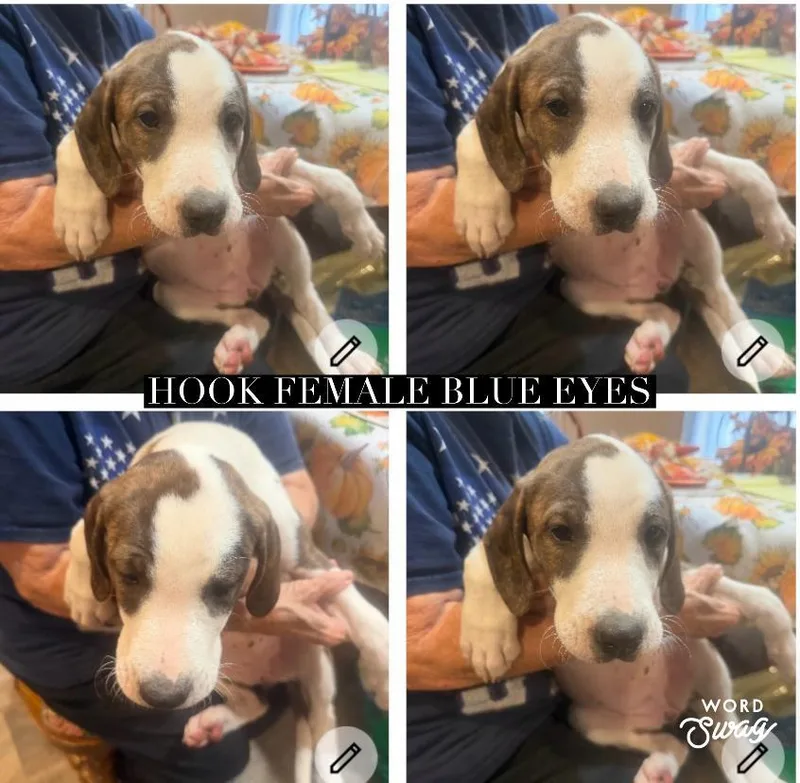 A baby medium-sized female Catahoula Leopard Dog dog named Catahoula Girl Blu Eyes for adoption in canyon lake, TX