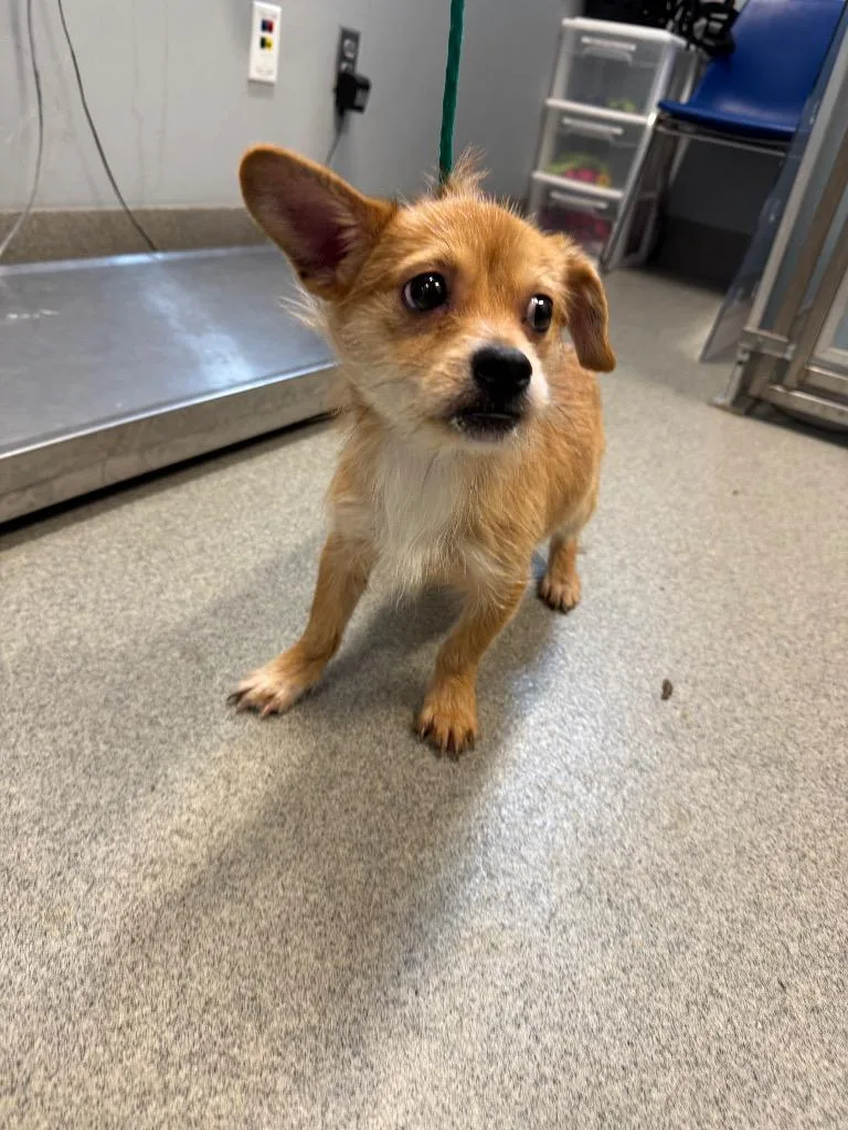 A baby medium-sized male Terrier dog named Ike for adoption in Bloomington, IN