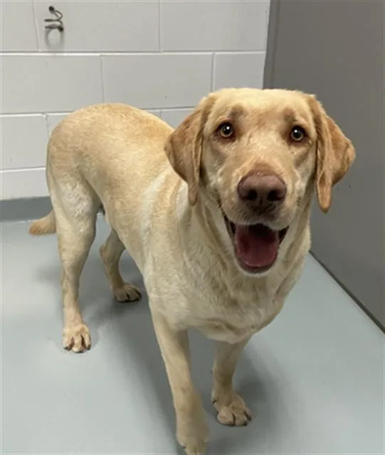 An adult large-sized female Labrador Retriever dog named Daisy for adoption in Saint Cloud, FL