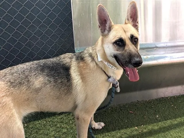 A young large-sized female German Shepherd Dog dog named Rosalina for adoption in Phoenix, AZ