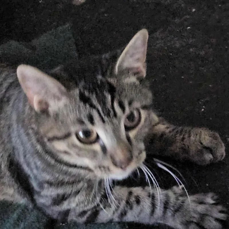 Gray Tabby Too