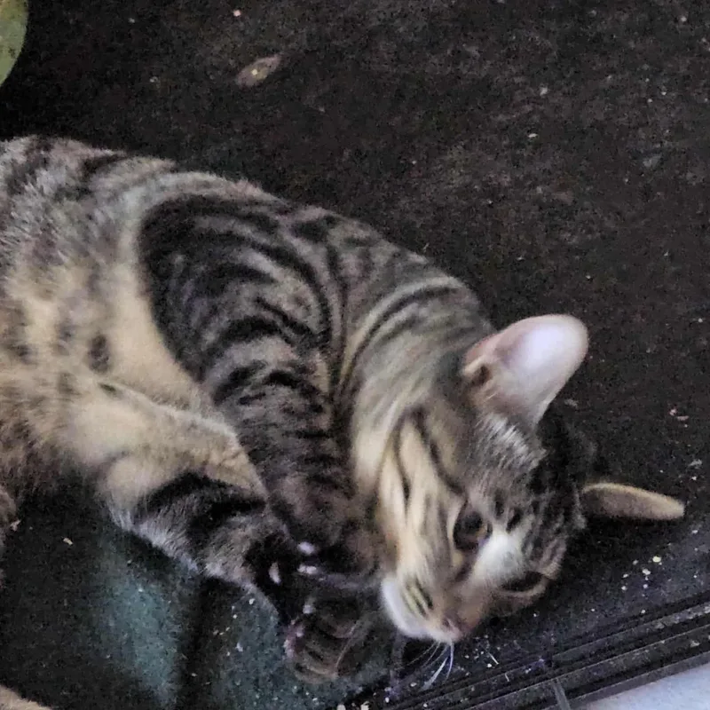 Gray Tabby Too thumbnail 2