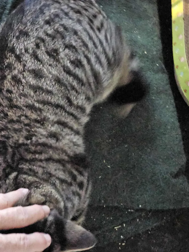 Gray Tabby Too thumbnail 5