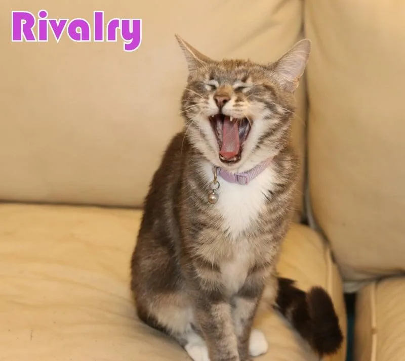 Rivalry thumbnail 2