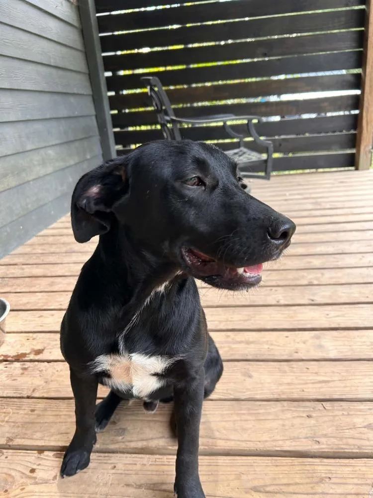 A young medium-sized male Tricolor (Brown, Black, & White) Labrador Retriever dog named Pip for adoption in New Bedford, MA