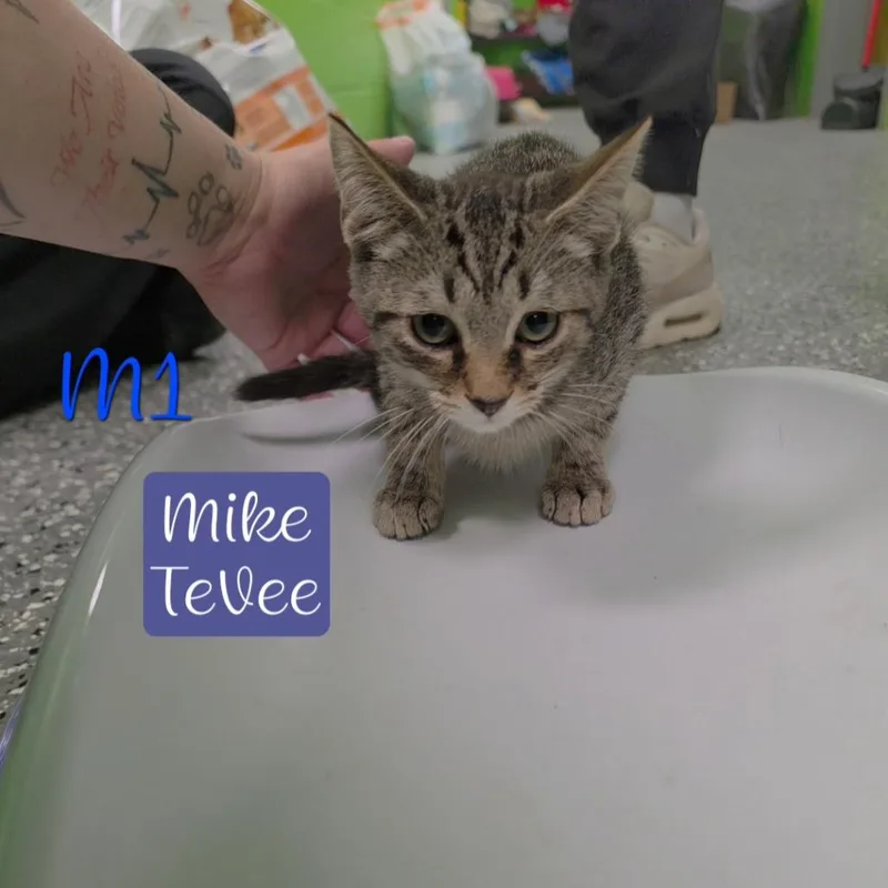 A baby small-sized male Brown / Chocolate Domestic Short Hair cat named Mike Tevee for adoption in Parkersburg, WV