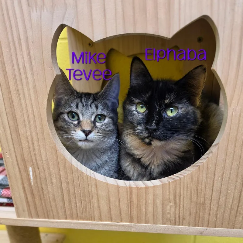 Mike Tevee thumbnail 2