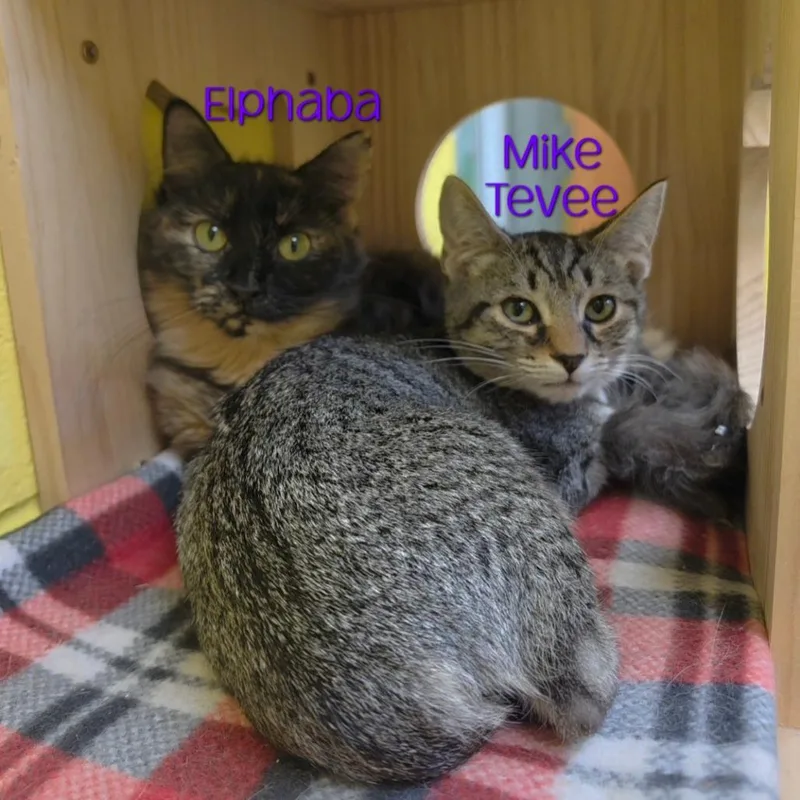 Mike Tevee thumbnail 4