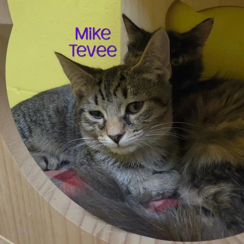Mike Tevee thumbnail 5