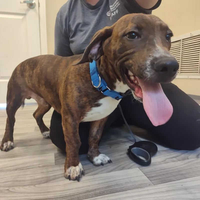 A young medium-sized male Brindle Basset Hound dog named Uncle Willie for adoption in Lake Panasoffkee, FL