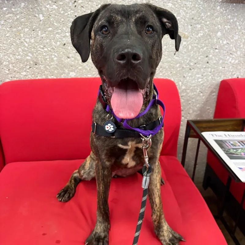 An adult medium-sized female Brindle Mixed Breed dog named Fia for adoption in Hinsdale, IL