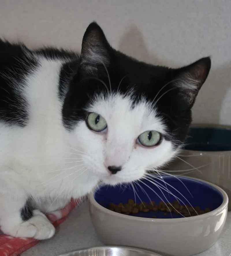 A young medium-sized female Domestic Short Hair cat named Juno for adoption in Shoreline, WA