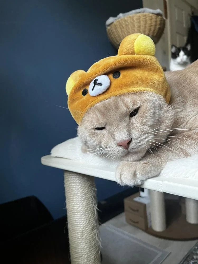 An adult large-sized male Domestic Short Hair cat named Sugarbear for adoption in Dallas, TX