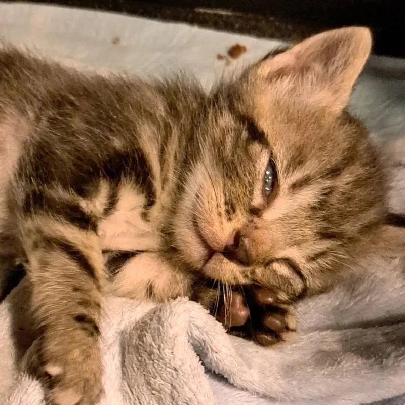 A baby small-sized male Gray / Blue / Silver Domestic Short Hair cat named Remi for adoption in Green Forest, AR
