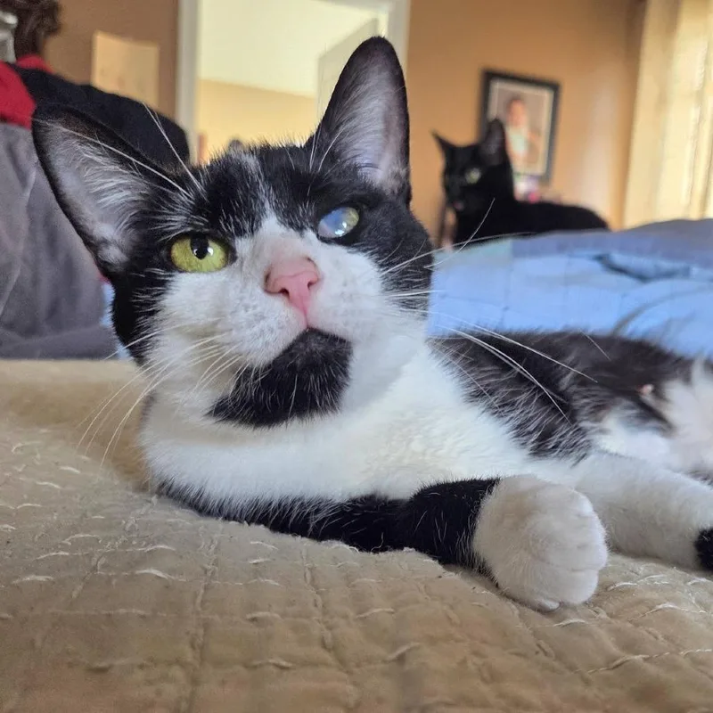 An adult small-sized female Black Domestic Short Hair cat named Iris for adoption in Reisterstown, MD