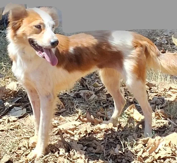 An adult medium-sized female Apricot / Beige Brittany Spaniel dog named Buttercup for adoption in Mena, AR