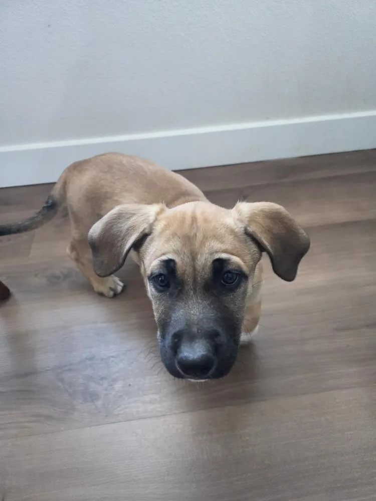 A baby medium-sized female Shepherd dog named Hazel for adoption in Thornton, CO