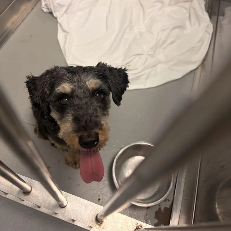 A senior small-sized female Black Mixed Breed dog named Bed Please for adoption in Davenport, IA
